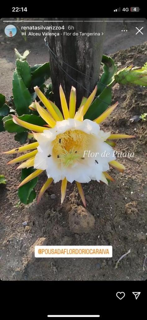 Chalés Flor do Rio Caraíva Extérieur photo
